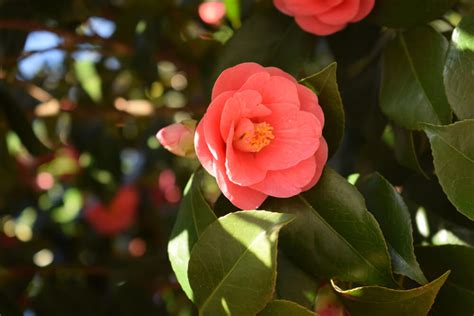 椿樹|椿（ツバキ）とは？花言葉、花の季節、育て方、種類。山茶花と。